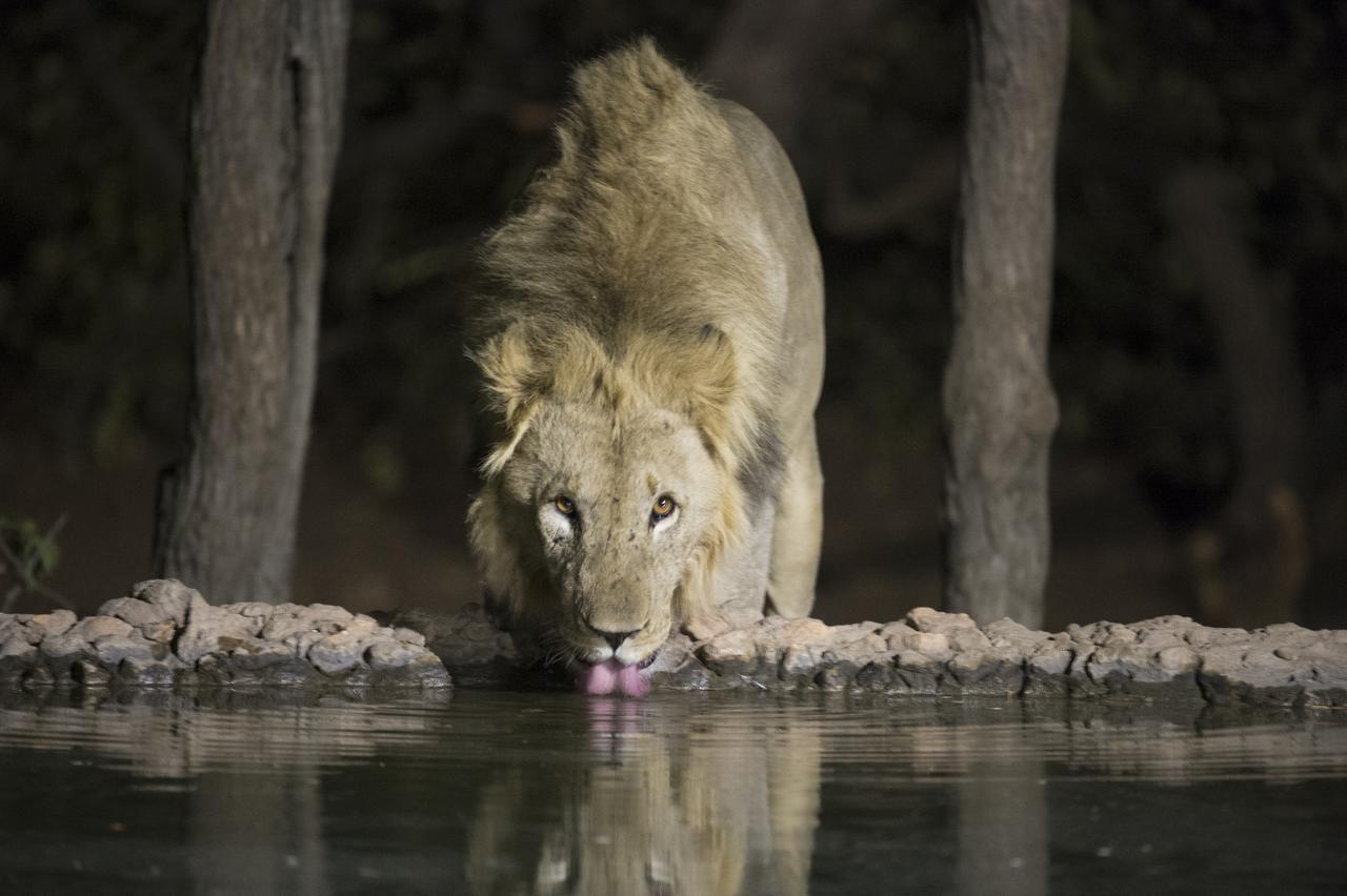 Ongava Tented Camp Окаукуехо Екстериор снимка